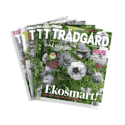 Prenumerationstjänst för Allt om Trädgård