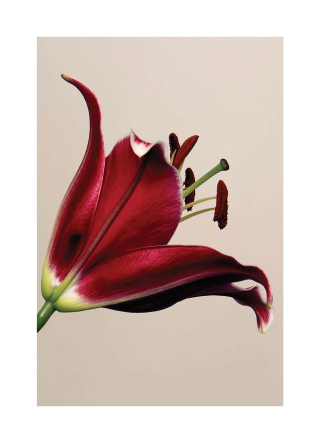Elegant Red Lily Wall Poster