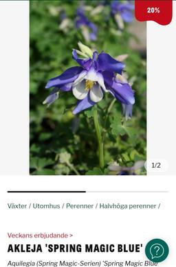 Akleja 'Spring Magic Blue' 11cm (20% rabatt)