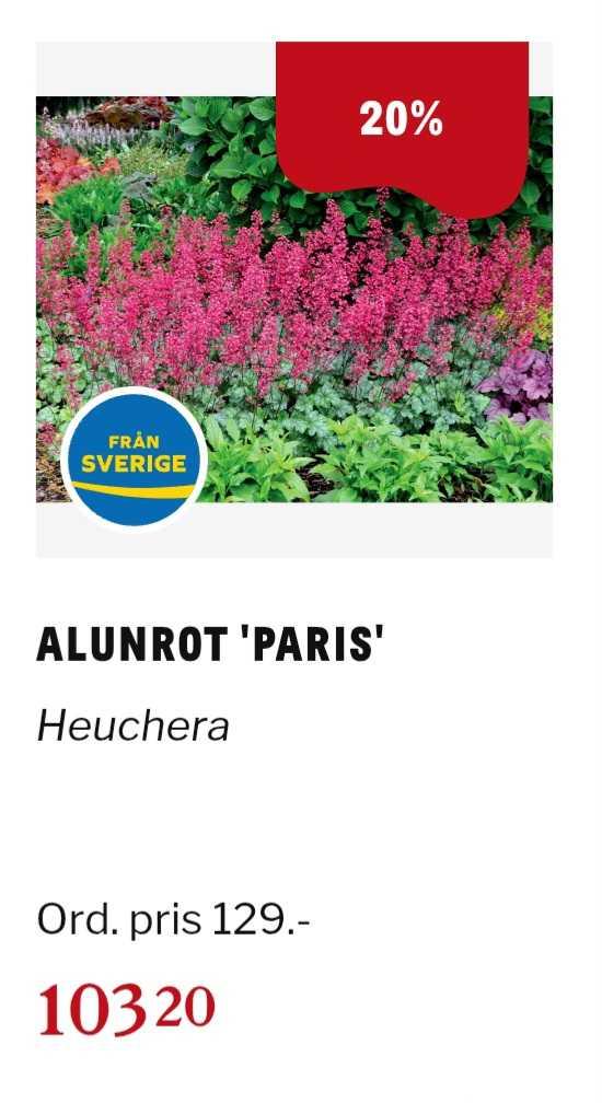 Alunrot 'Paris' 11 cm - Svenskt Sigill