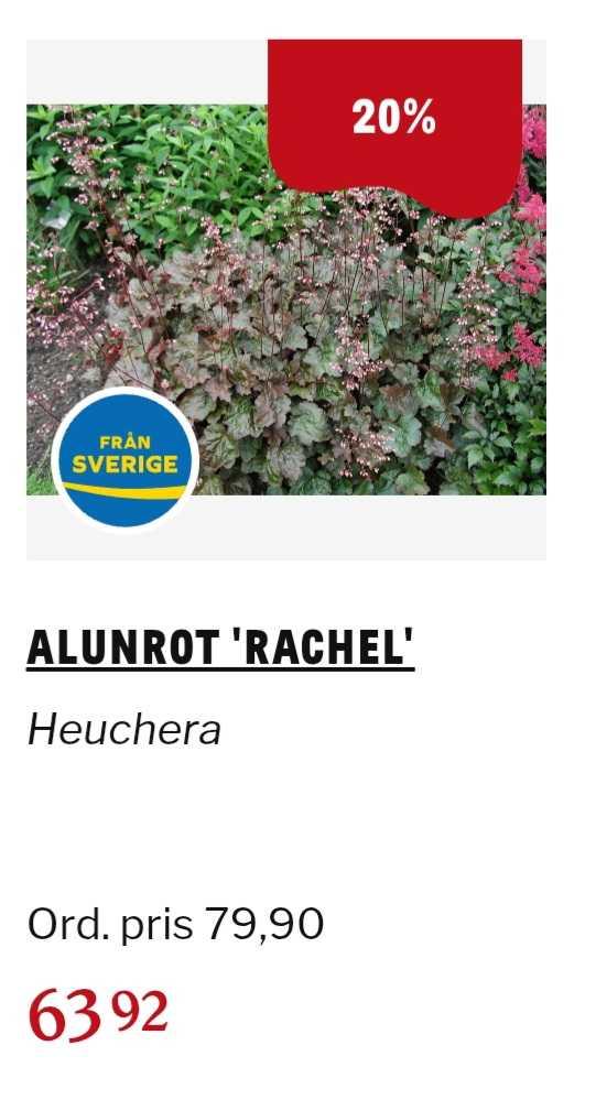 Alunrot 'Rachel' 11 cm Svenskt Sigill