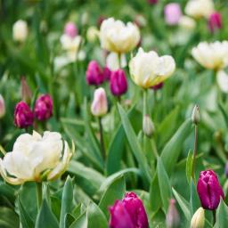 Höstlökar köp 4 betala för 3