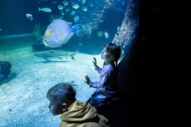 Årskort till Universeum för barn och vuxna