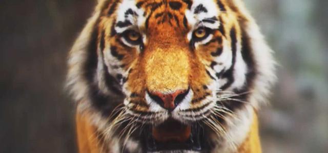 50 % rabatt på Kolmården Wild Card
