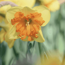 Bli Grandiflora VIP och få 10 % rabatt på din första order.