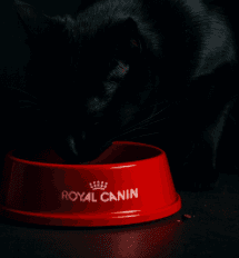 Upp till 25 % på utvalda varor från Royal Canin hos Dogman
