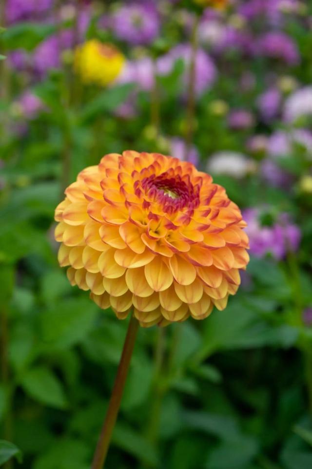5 för 4 - Förbeställ sommarblommande blomsterlök & knölar