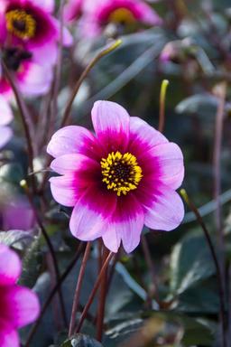 5 för 4 - Förbeställ sommarblommande blomsterlök & knölar