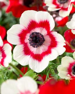 5 för 4 - Förbeställ sommarblommande blomsterlök & knölar