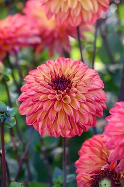 5 för 4 - Förbeställ sommarblommande blomsterlök & knölar