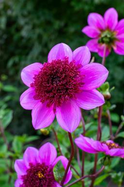 5 för 4 - Förbeställ sommarblommande blomsterlök & knölar
