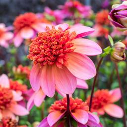 5 för 4 - Förbeställ sommarblommande blomsterlök & knölar