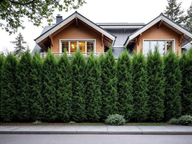 Thujor Smaragd och Brabant till bra pris