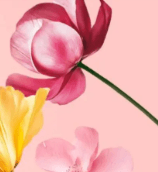 Upp till 200 kr rabatt hos Yves Rocher