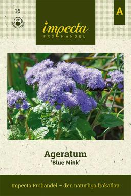 Aster King Size Apricot Seeds 20 pcs