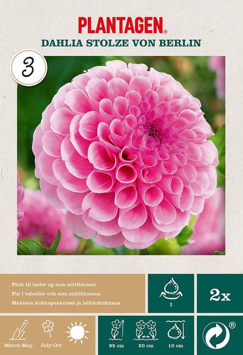 Pompondahlia 'Stolze von Berlin' Rosa 2‑pack