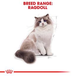Royal Canin Ragdoll Adult Cat Food