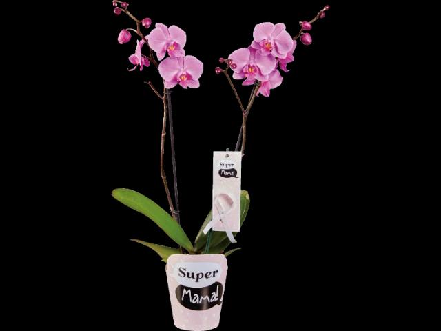 Brudorkidé Super Mama Prydplante i Potte
