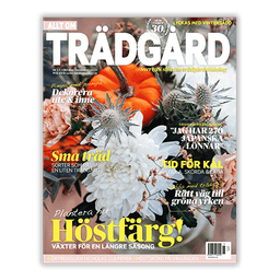Prenumerera på olika tidningar för endast 99 kr