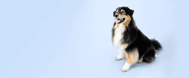 Välkomstpaket från Lassie & FirstVet! 200 kr via Refunder!