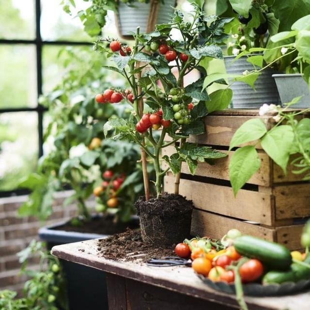 Plantagen - 40% på ekologiska och lokala grönsaker