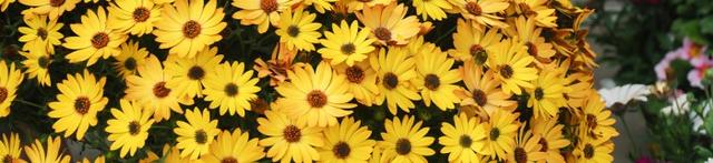 Skapa Drömmens Sommarblomsterkruka Idag!