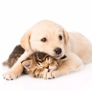 Foderkampanj till katt och hund