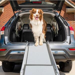 Köp rätt hundramp till bilen för att hjälpa din hund
