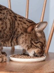 25 % på 3 första leveranserna av kattfoder hos Petgood