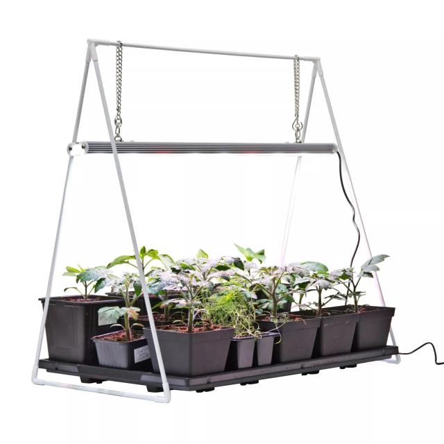 Aster King Size Apricot Seeds 20 pcs
