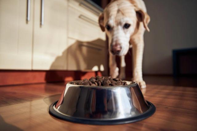 Skicka bara ett meddelande till oss i chatten eller mejla oss om du vill ha ett gratisprov för din hund att smaka på