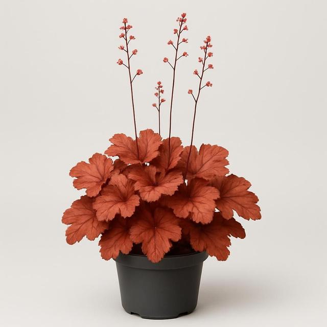 Alunrot 'Cherry Cola' 11 cm (20% rabatt)