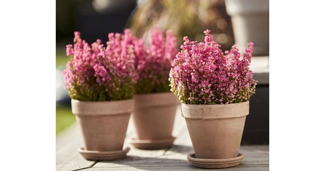 30 % på perenner hos Blomsterlandet