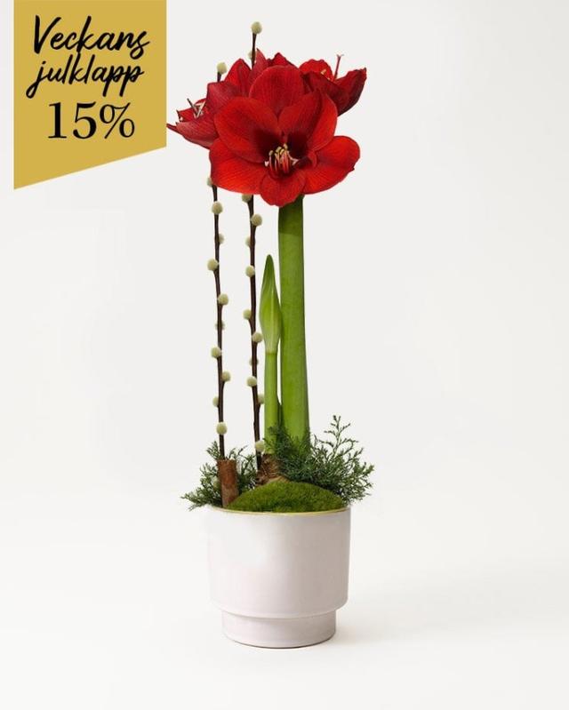 Elegant Julamaryllis Kruka - Fräscha Blomgåvor