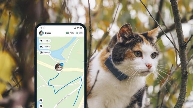 GPS-halsband för aktiva katter - Tractive
