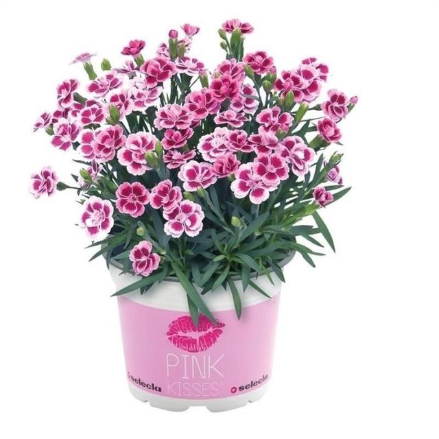 Trädgårdsnejlika 'Pink Kisses' Rosa Ø10.5cm