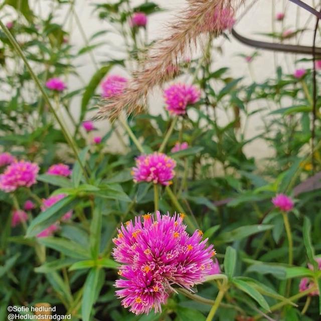 Klotamarant 'Truffula Pink' i 10,5cm Kruka