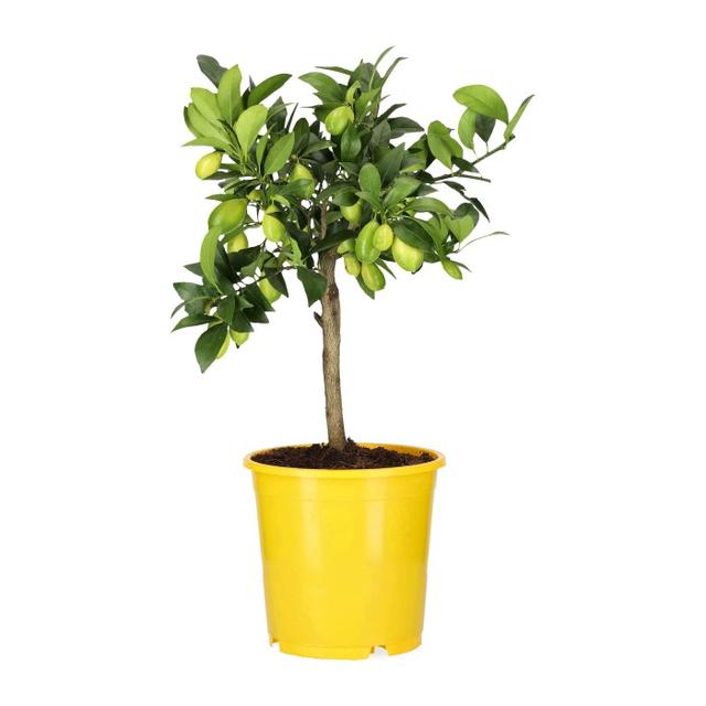 Limequat Yellow Plant, 21cm Diameter