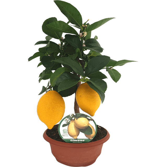 Gul Citron i Dekorativ Skål Ø23cm