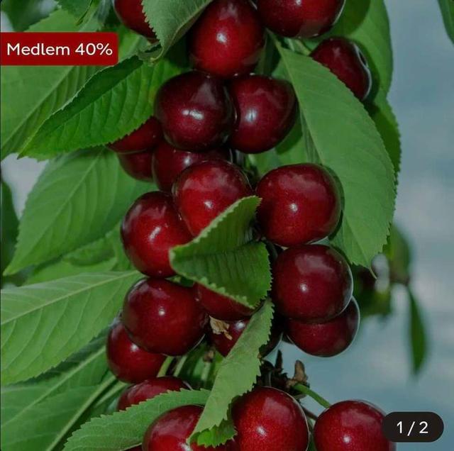Dvärgkörsbär Garden Bing