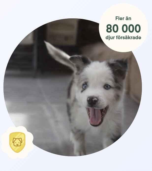 Lassie - Få 40% rabatt på valpförsäkring i fyra månader