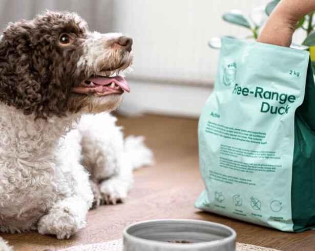 Hälsosamt Hundfoder och Hundmat Online | Buddy Pet Foods