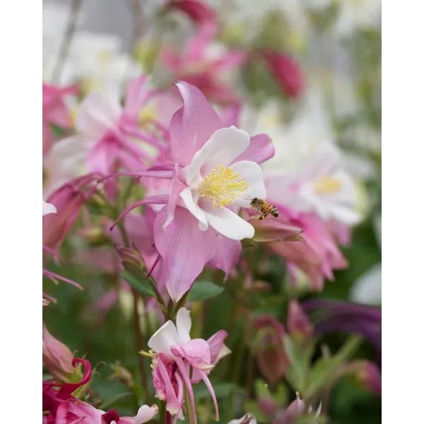 Blomsterlandet 20 % rabatt på perenner