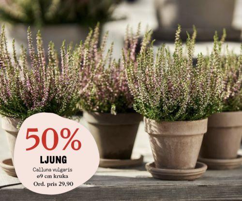 50 % på ljung hos Blomsterlandet