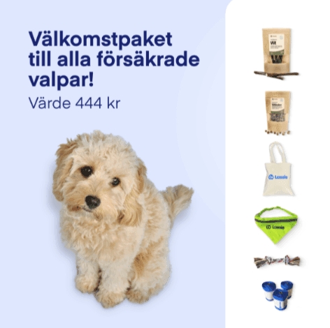 Försäkra din valp hos Lassie – få ett välkomstpaket