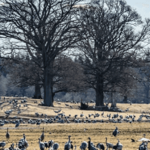 Upplev Trandansen vid Hornborgasjön
