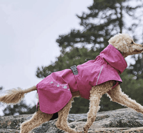 11 % alumnirabatt hos Hund.se