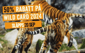 Wild Card 2024 på Kolmårdens djurpark